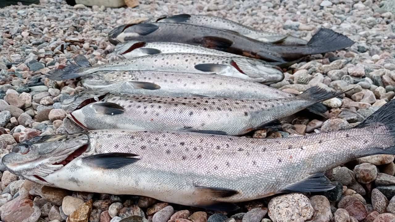 кумжа